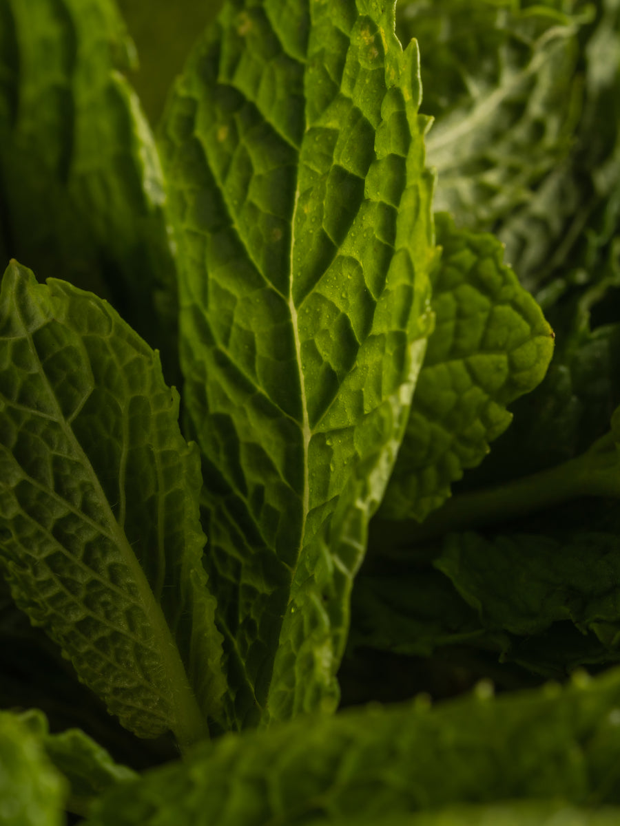 Pura Fragrance Allos Focus Mint Leaves
